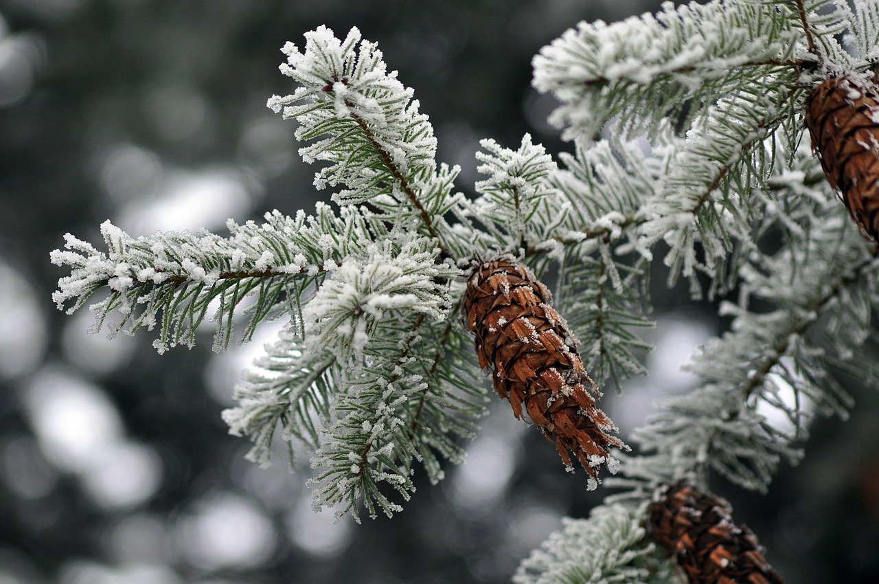 Easy Pine Cone Crafts for Kids